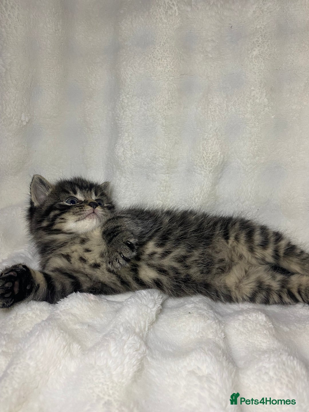 American Shorthair cats for sale: Grey Adorable Kitten Awaiting Its Forever Home🏡 - Advert 6