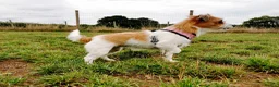 Jack Russell dogs for sale: Gorgeous Jack russell for rehome  - Advert 1