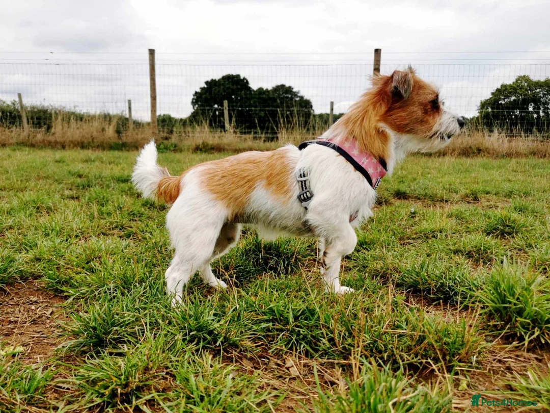 Jack Russell dogs for sale: Gorgeous Jack russell for rehome  - Advert 1