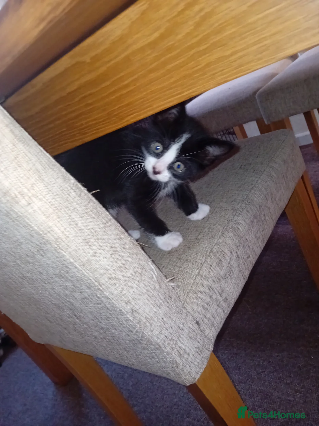 Mixed Breed cats for sale: Beautiful kittens - Advert 1