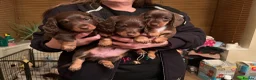 Miniature Dachshund dogs for sale: miniature dachshund puppies - Advert 14