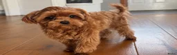 Maltipoo dogs for sale: Asian/Korean Maltipoo, DNA Tested Parents  - Advert 8