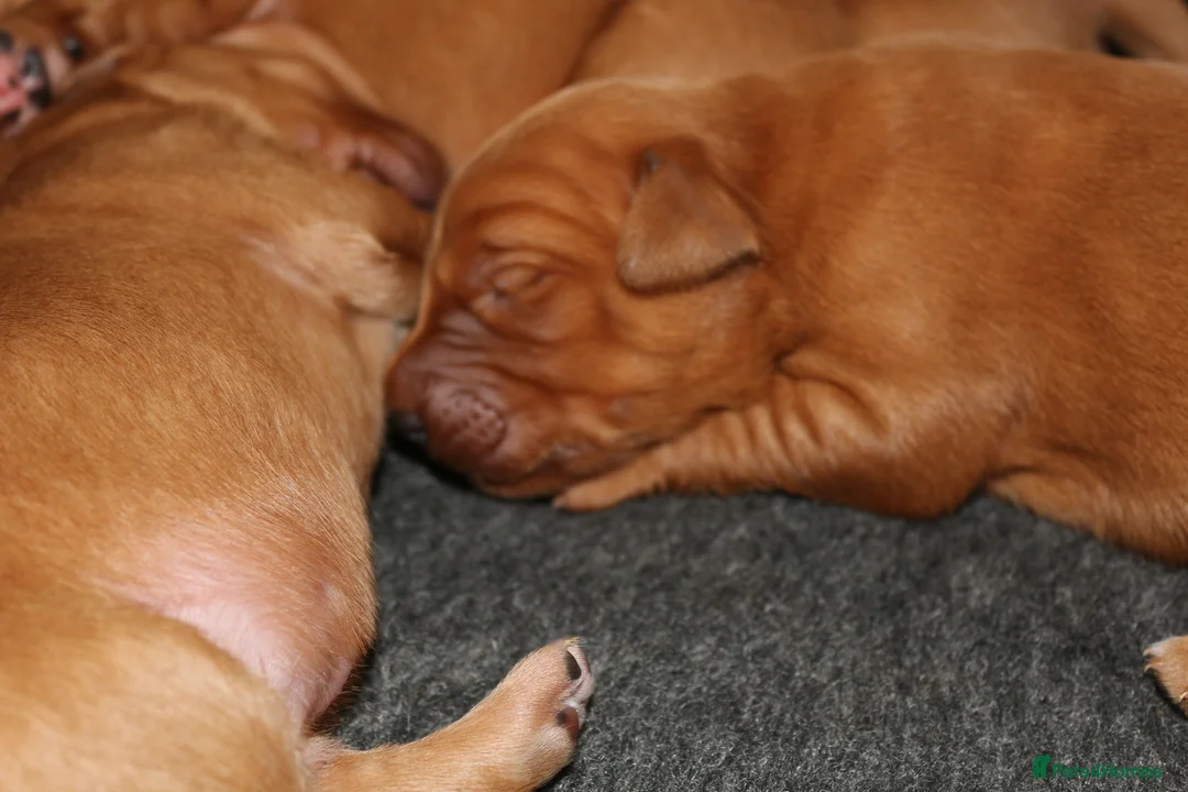 Golden Retriever dogs for sale: Dark Red KC Reg Working Golden Retriever Puppies - Advert 2