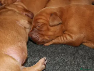 Golden Retriever dogs Dark Red KC Reg Working Golden Retriever Puppies - Advert 1