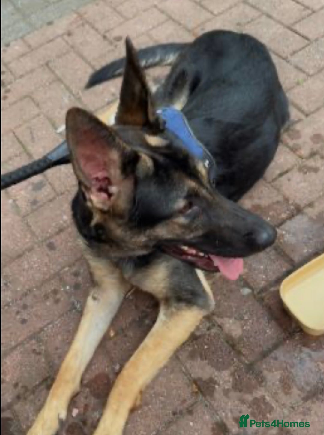 Mixed Breed dogs for sale: German Shepherd X Staffy Puppy for sale - Advert 2