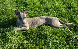 Whippet dogs for sale: Loving Brindle KC Reg Whippet boy - Image 8