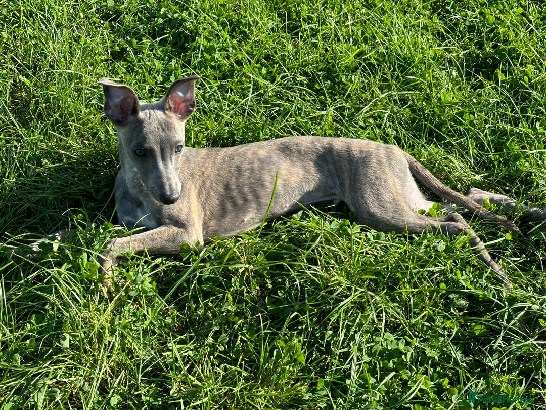 Whippet dogs for sale: Loving Brindle KC Reg Whippet boy - Image 8