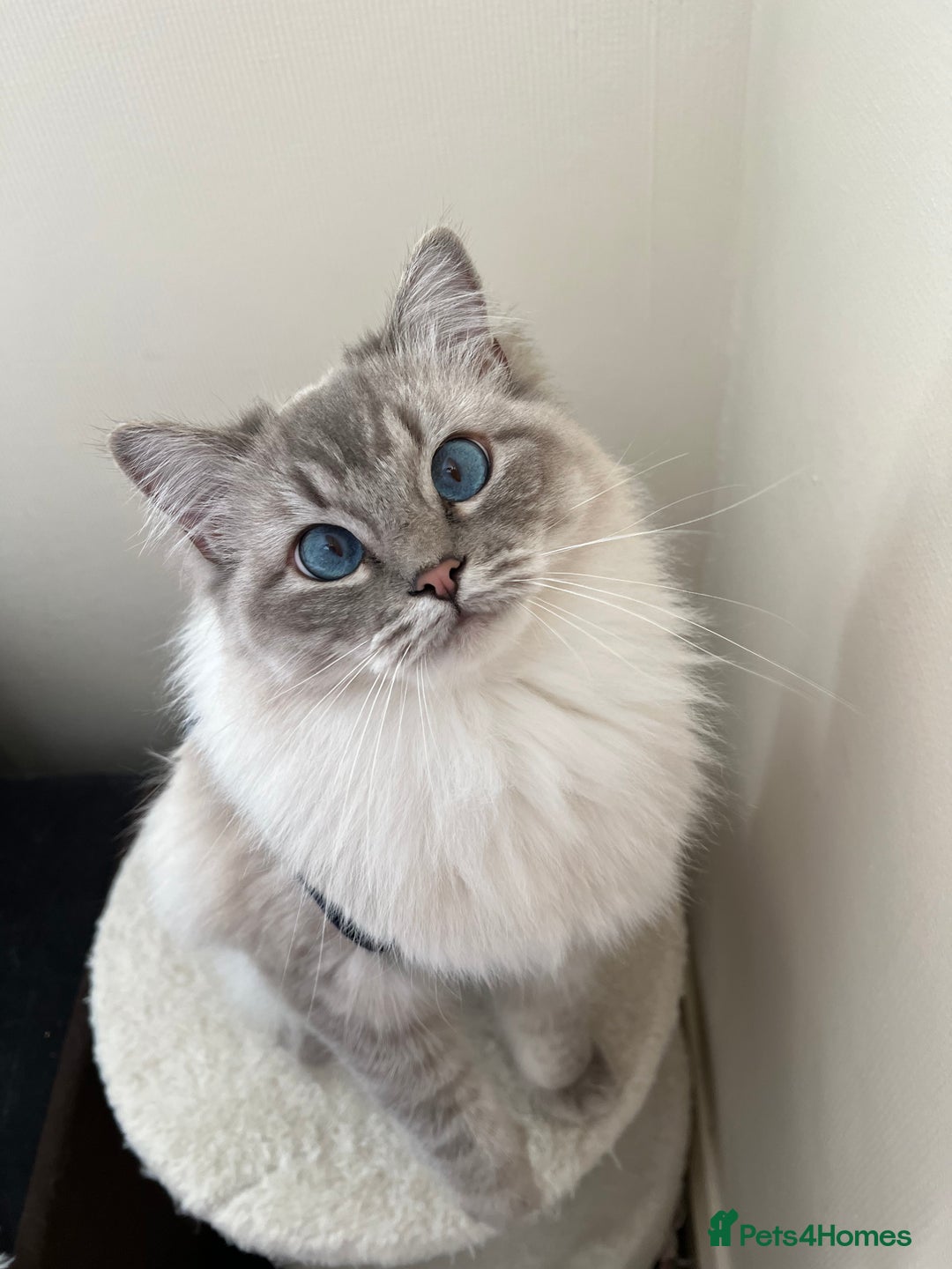 Ragdoll cats for sale: GCCF Ragdoll kittens for sale - Advert 11