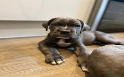 Cane Corso dogs for sale: Purebred Cane Corso puppies  - Image 29