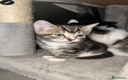 Ragdoll cats for sale: Ragdoll x Tabby Mix Kittens - Image 2