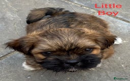 Lhasa Apso dogs for sale: Two Adorable KC Reg Puppies GPRA4 Clear - Image 11