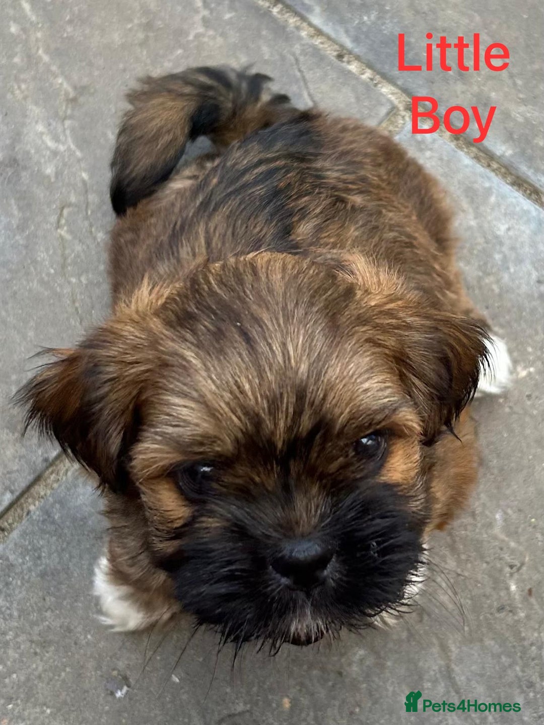 Lhasa Apso dogs for sale: Two Adorable KC Reg Puppies GPRA4 Clear - Image 11