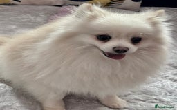 Pomeranian dogs for adoption: Sarah’s Story: From Misery to Hope - Image 7