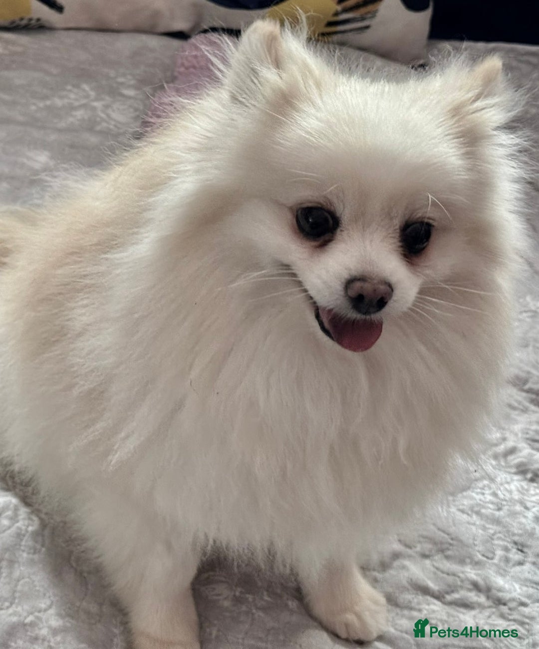 Pomeranian dogs for adoption: Sarah’s Story: From Misery to Hope - Image 7
