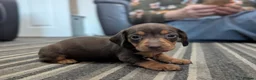 Dachshund dogs for sale: Gorgeous Smooth-Haired Dachshund Puppies - Advert 20