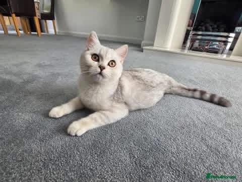 British Shorthair cats Snow queen BRITISH SHORT HAIR  - Advert 4
