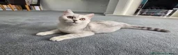 British Shorthair cats for sale: Snow queen BRITISH SHORT HAIR  - Advert 1