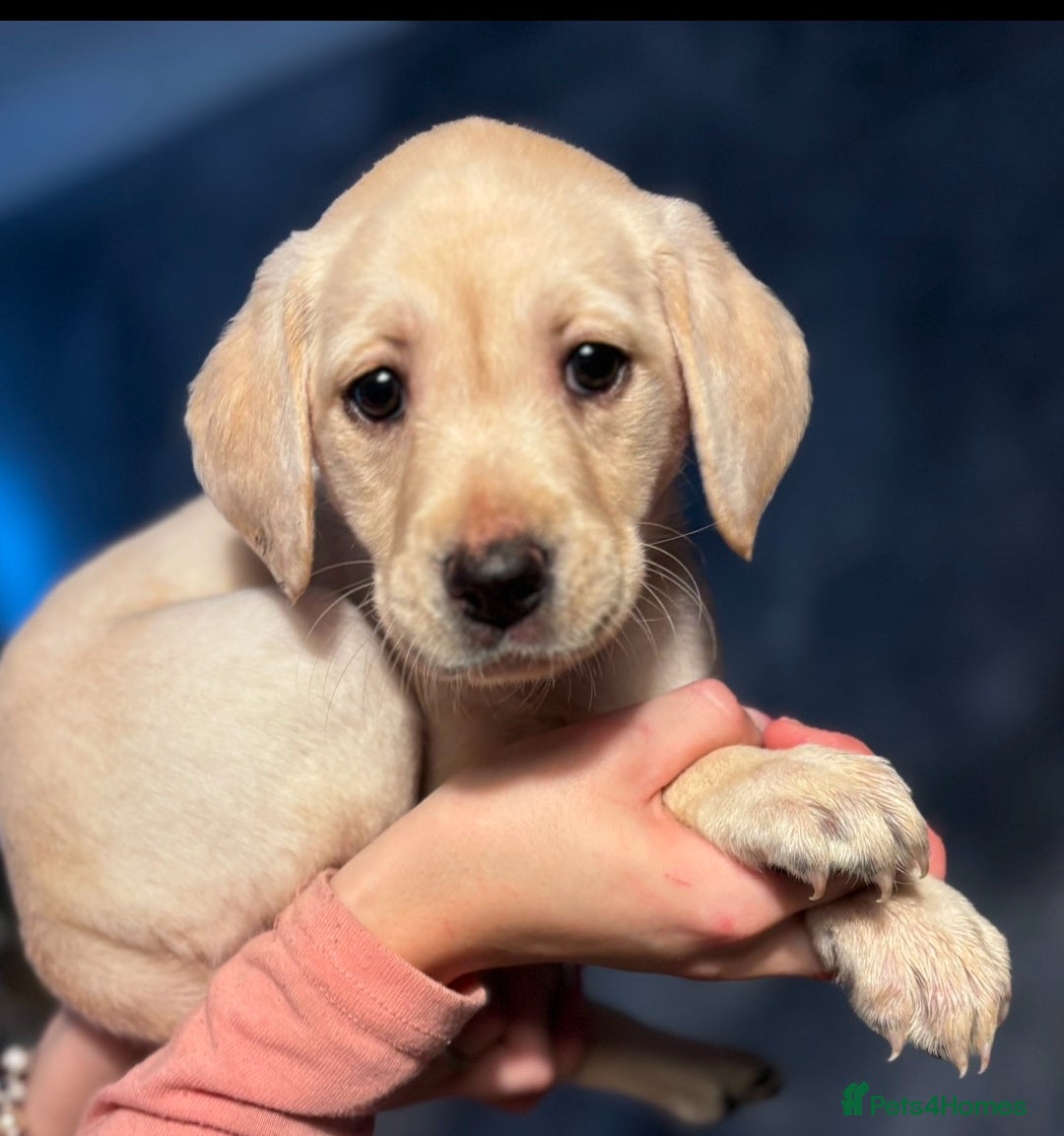 Labrador Retriever dogs for sale: Adorable Labradors ready for there forever  home  - Image 13