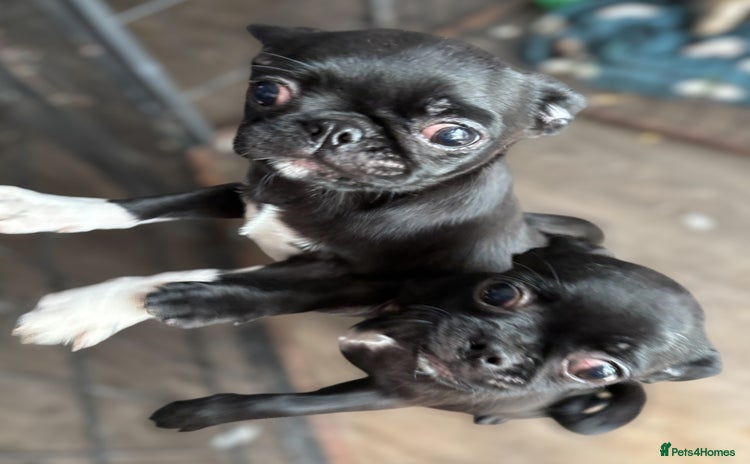 Chug dogs - Advert 8