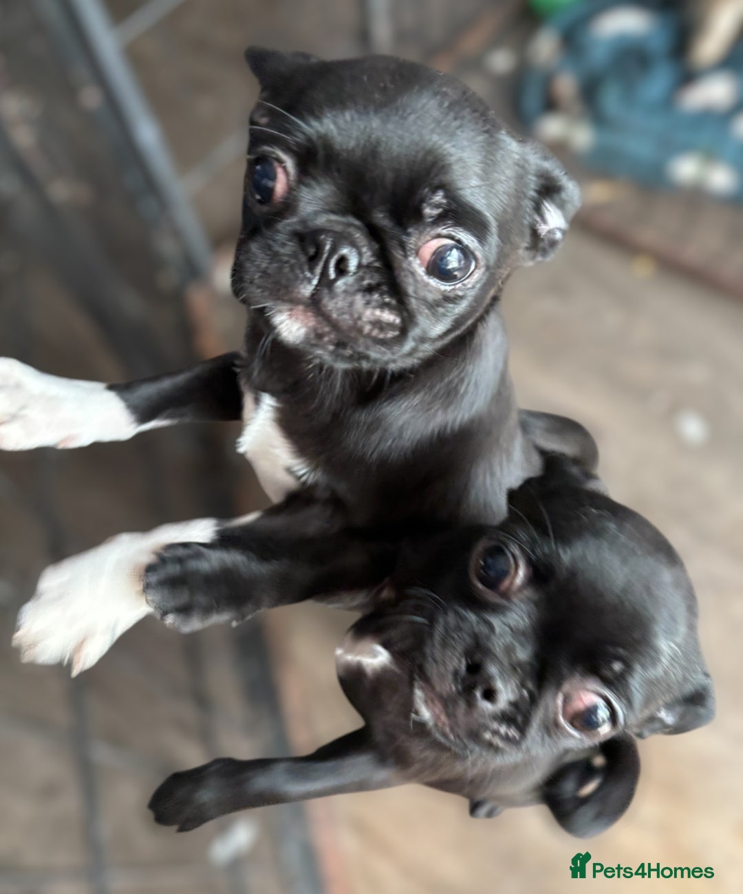 Chug dogs for sale: 2 Chug boys for sale  - Image 1
