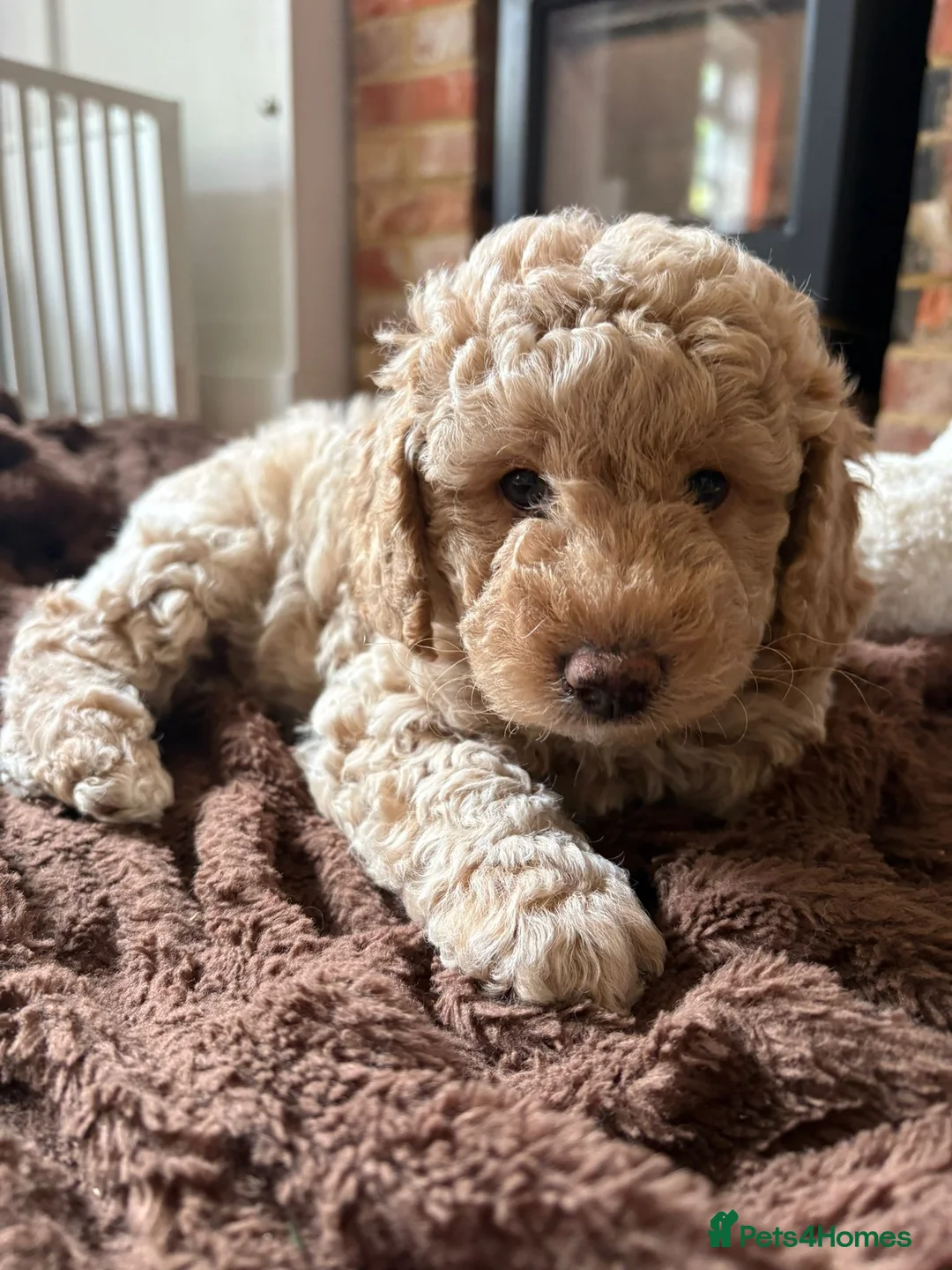 Labradoodle dogs for sale: Multigenerational miniature labradoodle in Salisbury - Advert 1