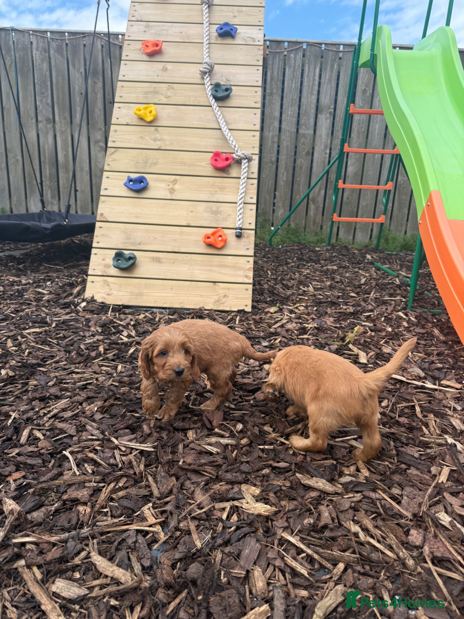 Cavapoo dogs Red F1 Cavapoos  - Advert 10