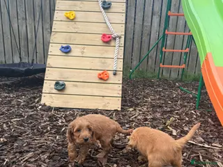 Cavapoo dogs Red F1 Cavapoos - Advert 10