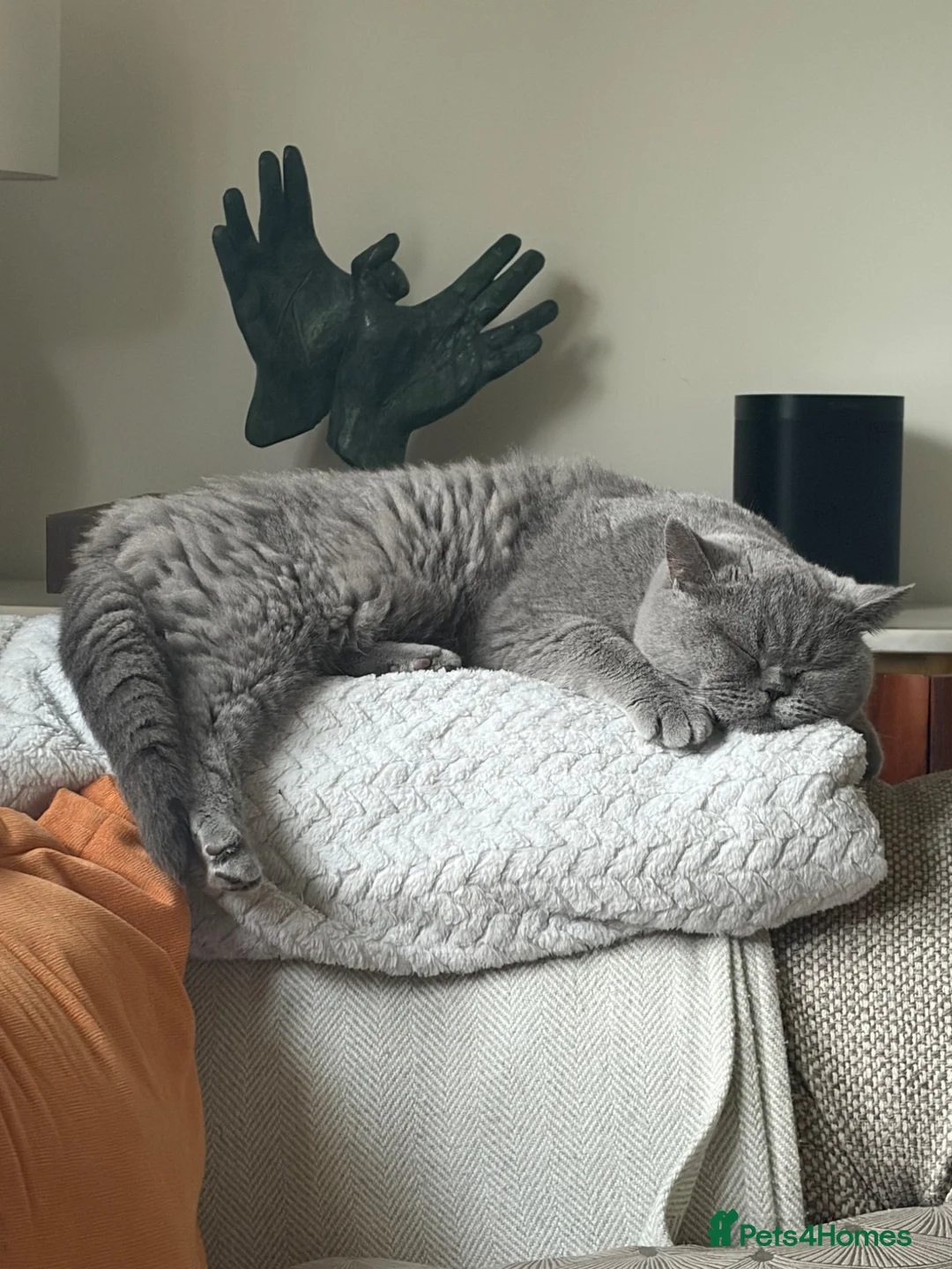 British Shorthair cats for sale: 4.5 year old female pure bred British blue - Advert 2
