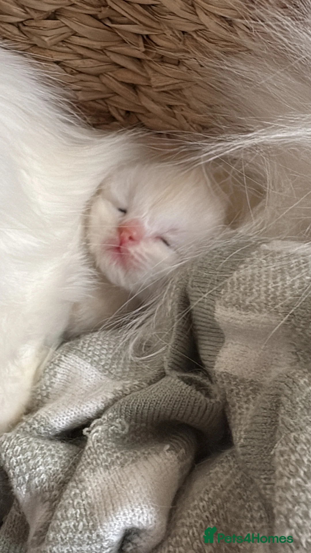 Mixed Breed cats for sale: Persian/ragdoll  - Advert 8