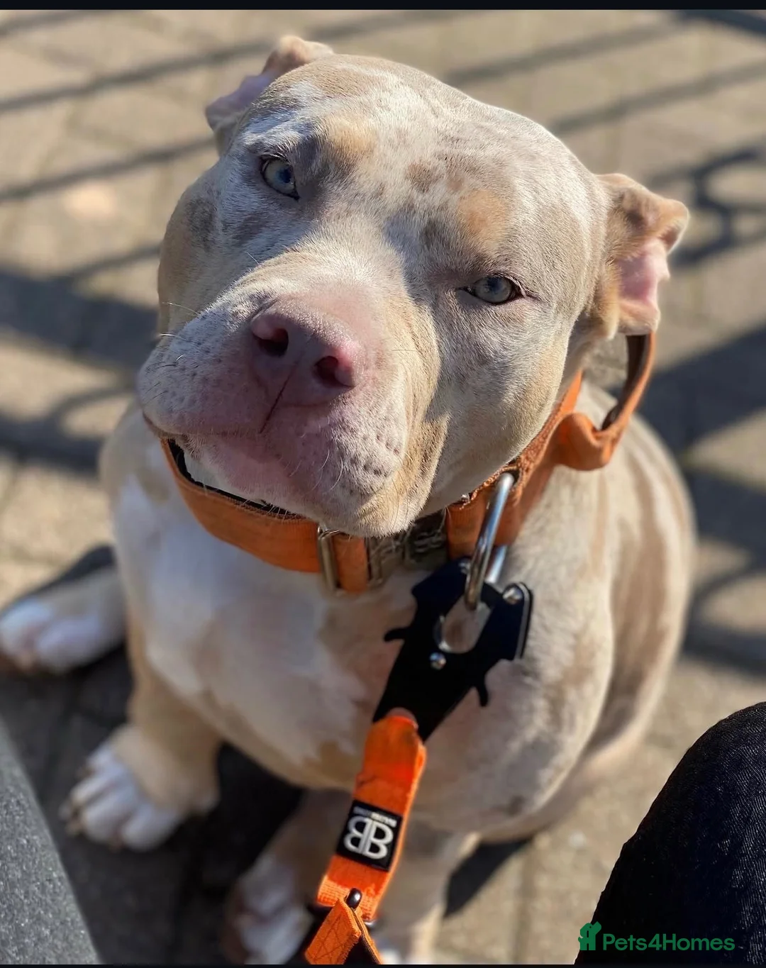 American Bully dogs for sale: American bully puppy’s  - Advert 1