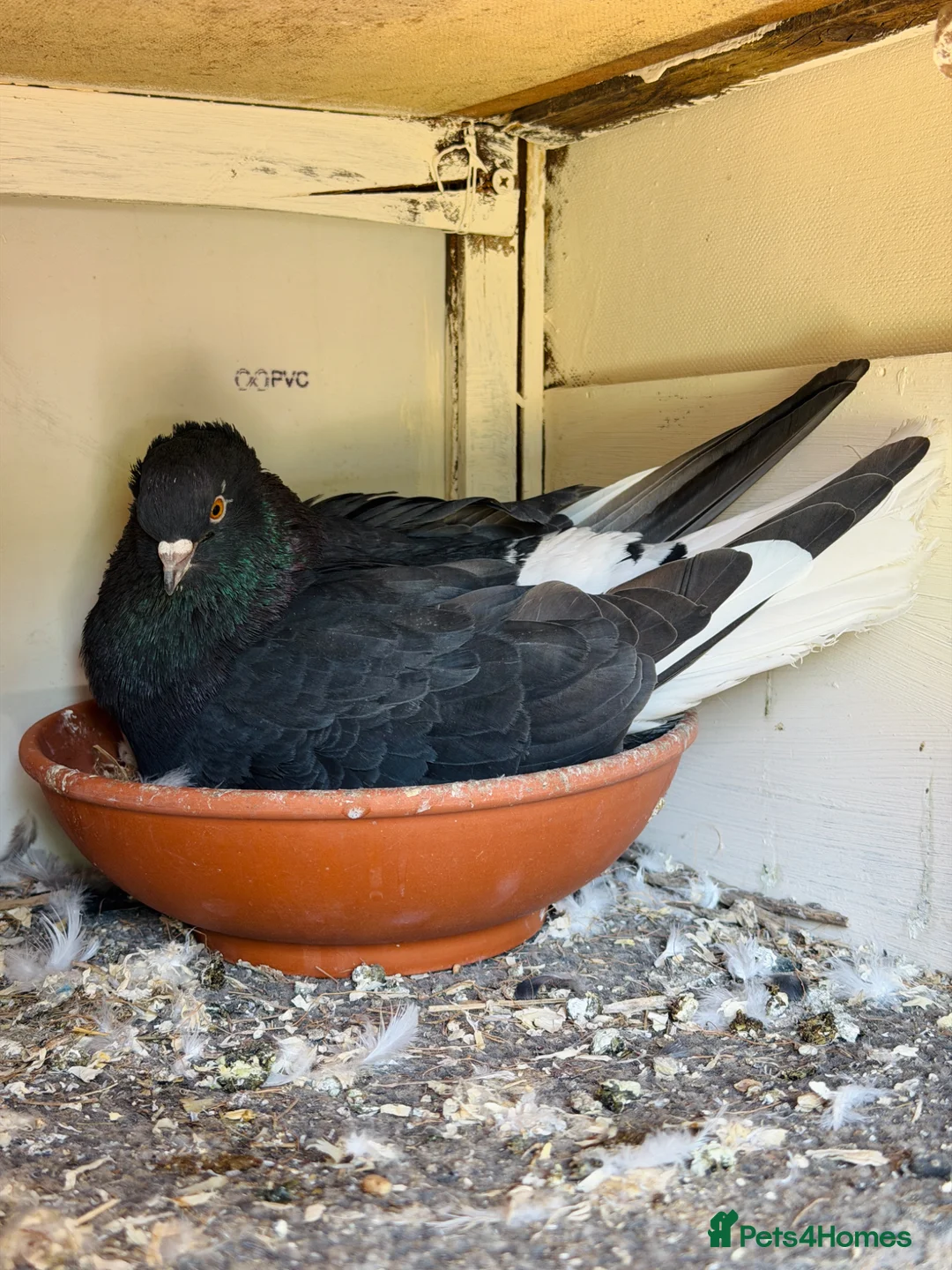 Pigeons birds for sale: Pair of Iranian Pigeons and Modena for Sale 🕊️ - Advert 1