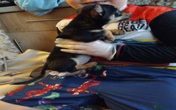 Chihuahua dogs for sale: 3 beautiful chihuahua puppies - Image 5