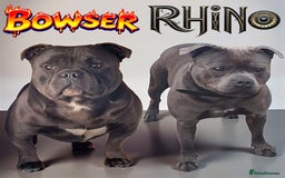 Staffordshire Bull Terrier dogs for stud: 2 SOLID BLUE MALES AVAILABLE FOR STUD  - Advert 1