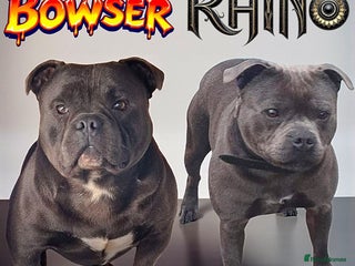 Staffordshire Bull Terrier dogs 2 SOLID BLUE MALES AVAILABLE FOR STUD - Advert 20