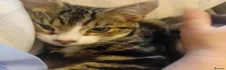 Mixed Breed cats for adoption: Meet Duke and Max – Two Very Special Boys - Advert 3