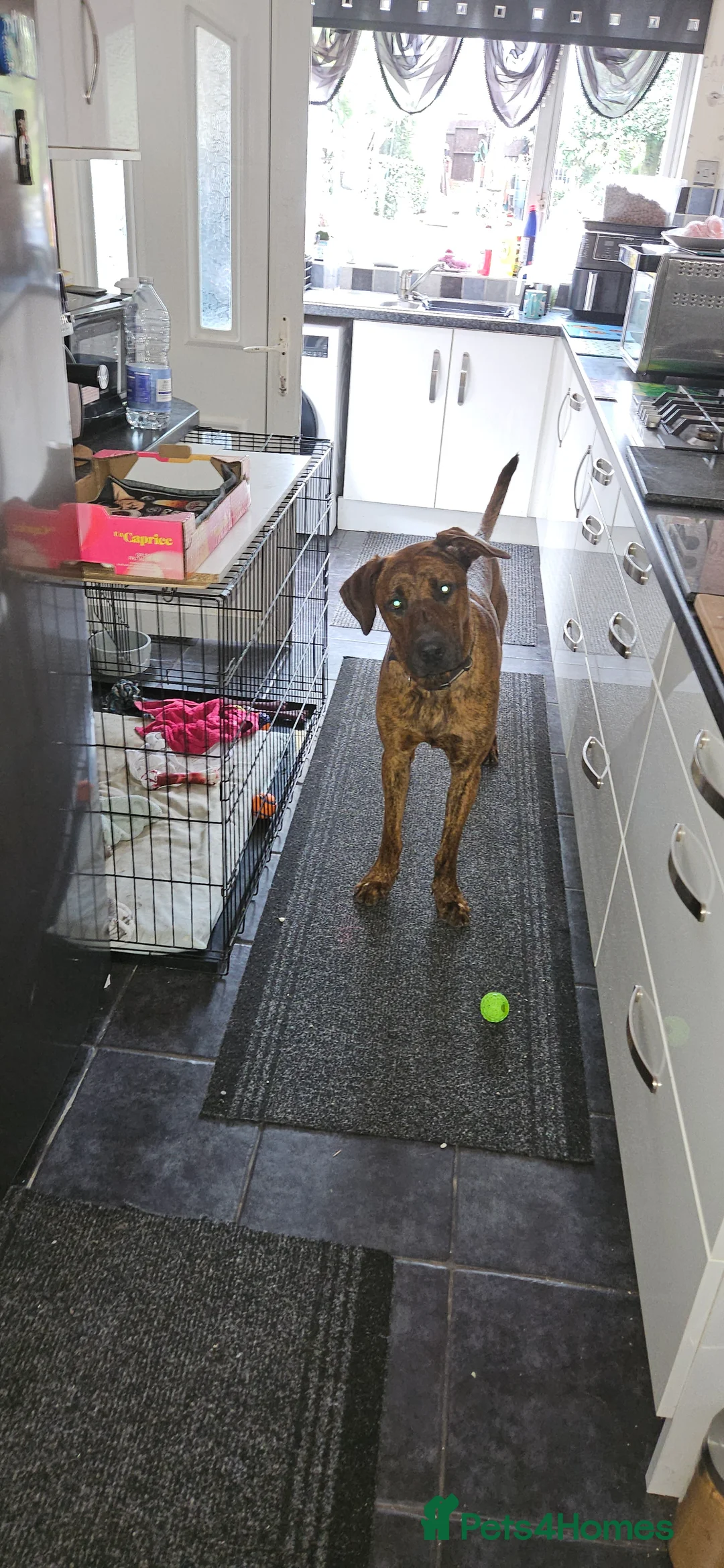 Mixed Breed dogs for sale: Dutch shepherd cross doberman  - Advert 2