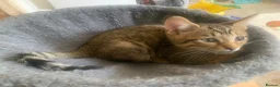 Mixed Breed cats for sale: Savannah x Domestic Black Tom Cat - Advert 3