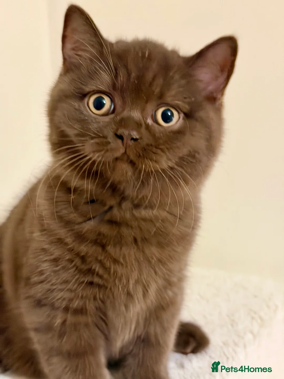British Shorthair cats for sale: BSH chocolate boys TICA registration  - Advert 9