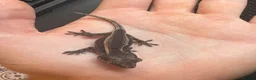 Gecko reptiles for sale: Mix gargle gecko babies  in Wigan - Advert 12