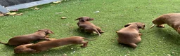 Dachshund dogs for sale: 4 beautiful chocolate dachshund puppy’s  - Advert 6