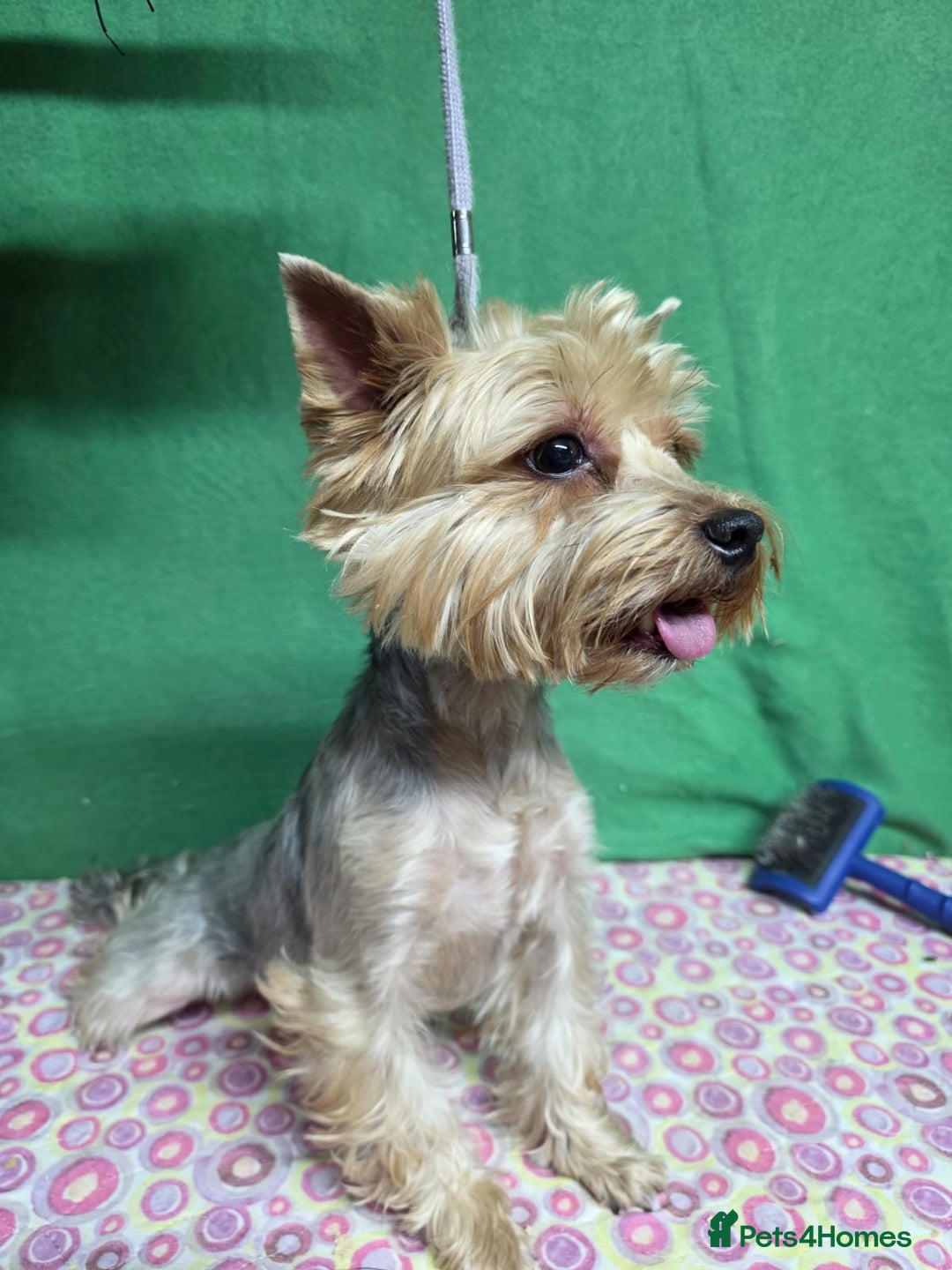 Yorkshire Terrier dogs for adoption: LOUISE – Yorkshire Terrier (Female) - Advert 2
