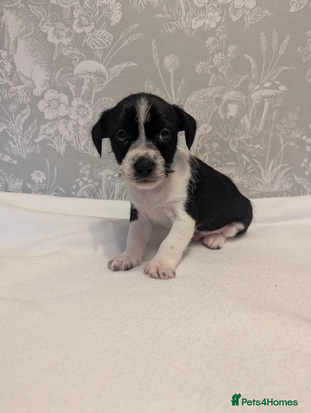 Jack Russell dogs for sale: Jack Russell puppies  - Advert 2