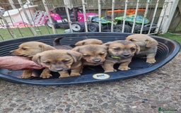 Mixed Breed dogs for sale: mixed breed 4 boys and 2 girls - Image 21