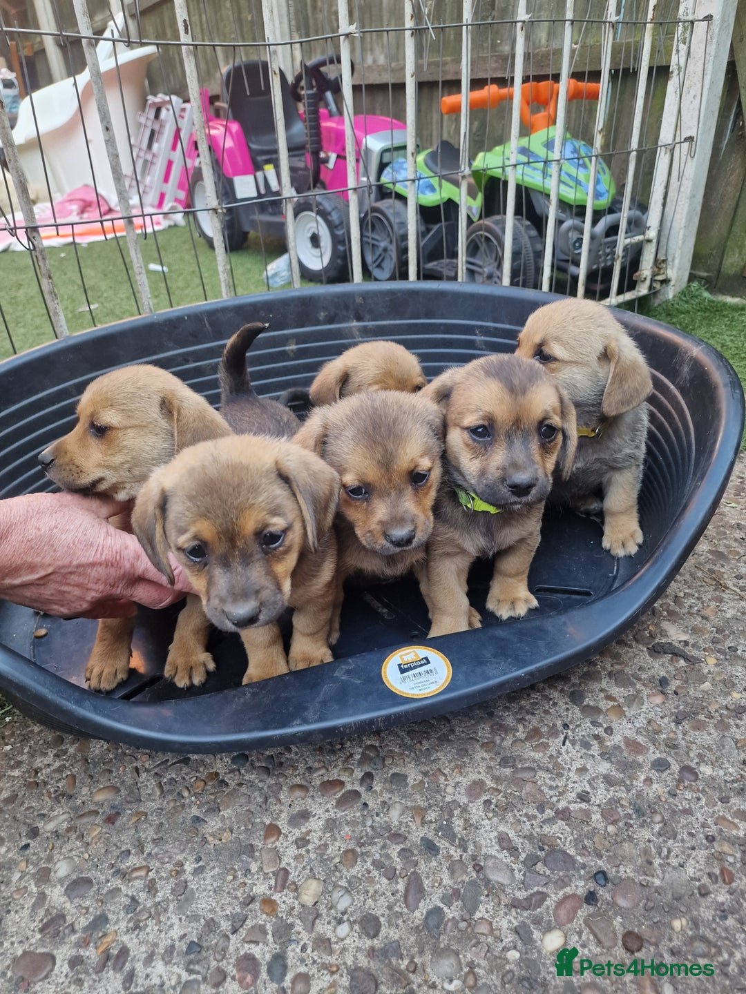 Mixed Breed dogs for sale: mixed breed 4 boys and 2 girls - Image 21