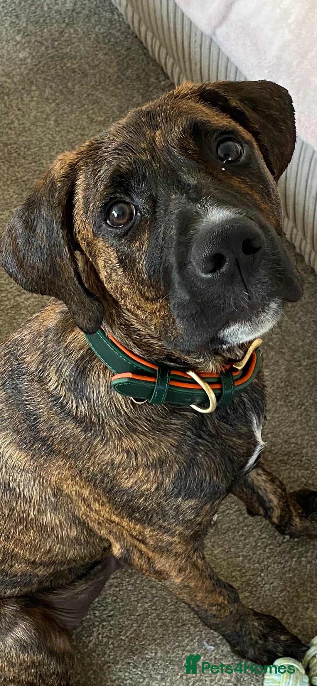 Mixed Breed dogs for sale: Make Staffordshire bull terrier  - Advert 1