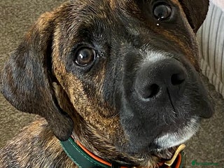 Mixed Breed dogs Make Staffordshire bull terrier - Advert 1