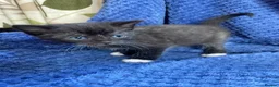 Maine Coon cats for sale: Mainecoon x  - Advert 13