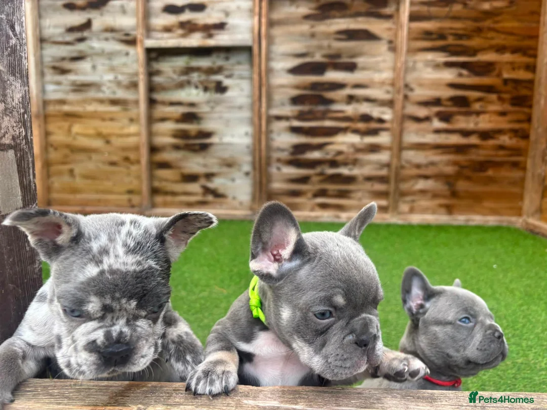 French Bulldog dogs for sale: Stunning French bulldog puppies in Crewe - Advert 15