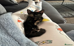 Mixed Breed cats for sale: 2 gorgeous girls tabby and tortoise shell - Image 5