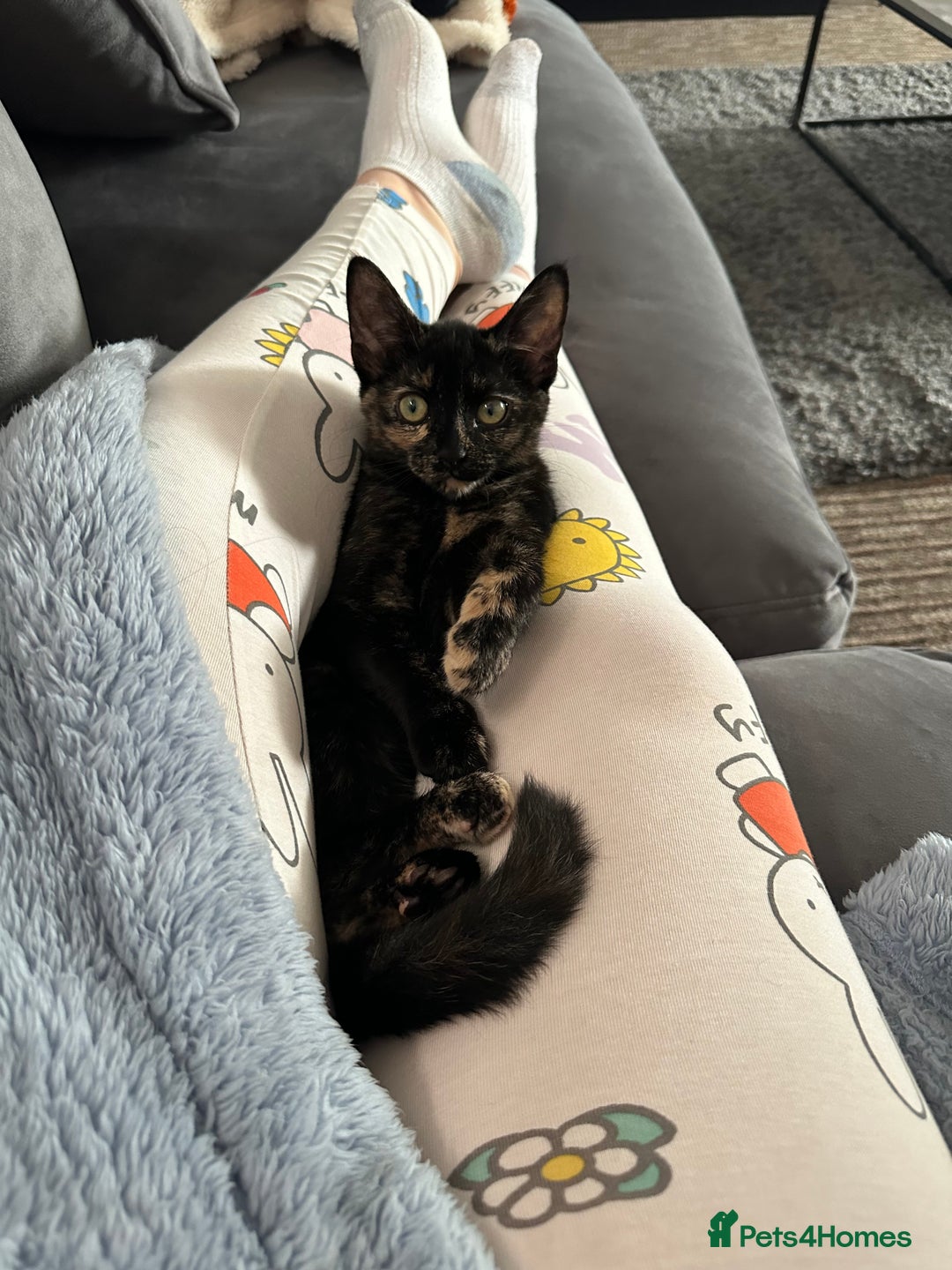 Mixed Breed cats for sale: 2 gorgeous girls tabby and tortoise shell - Image 5